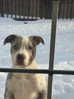 Gray, a female American Bully for sale in Woodbridge, VA – Photo 1 of 4