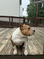 Champ, a male American Bully for sale in Woodbridge, VA – 3 of 7