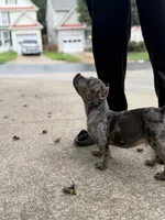 Ice, a male American Bully for sale in Woodbridge, VA – 7 of 10