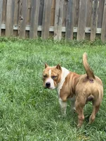 Champ, a male American Bully for sale in Woodbridge, VA – 4 of 7