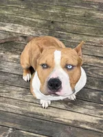 Champ, a male American Bully for sale in Woodbridge, VA – 6 of 7