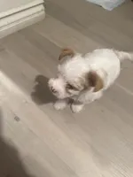 Teddy, a male Yorkshire Terrier for sale in San Bernardino, CA – 2 of 3