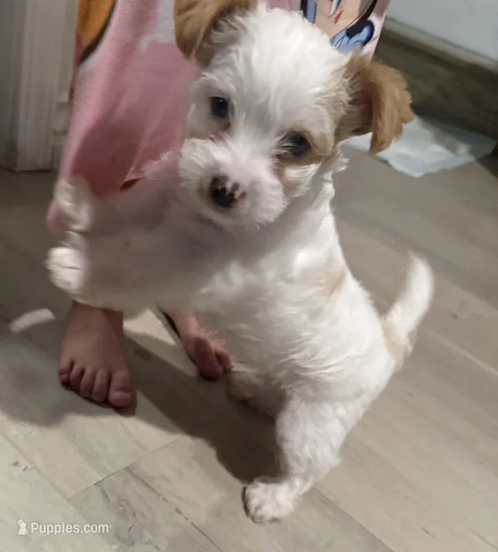Teddy – Yorkshire Terrier puppy for sale in San Bernardino, CA