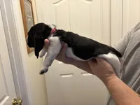 Skye, a female Basset Hound for sale in Salisbury, NC – 3 of 3