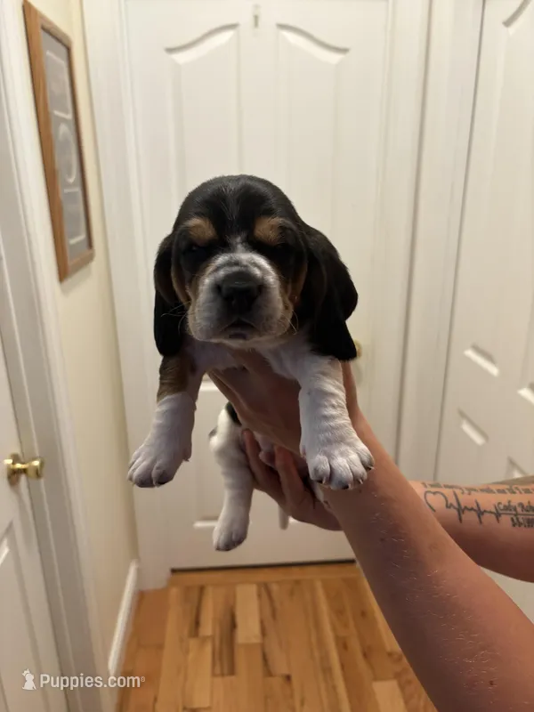 Rocky – Basset Hound puppy for sale in Salisbury, NC