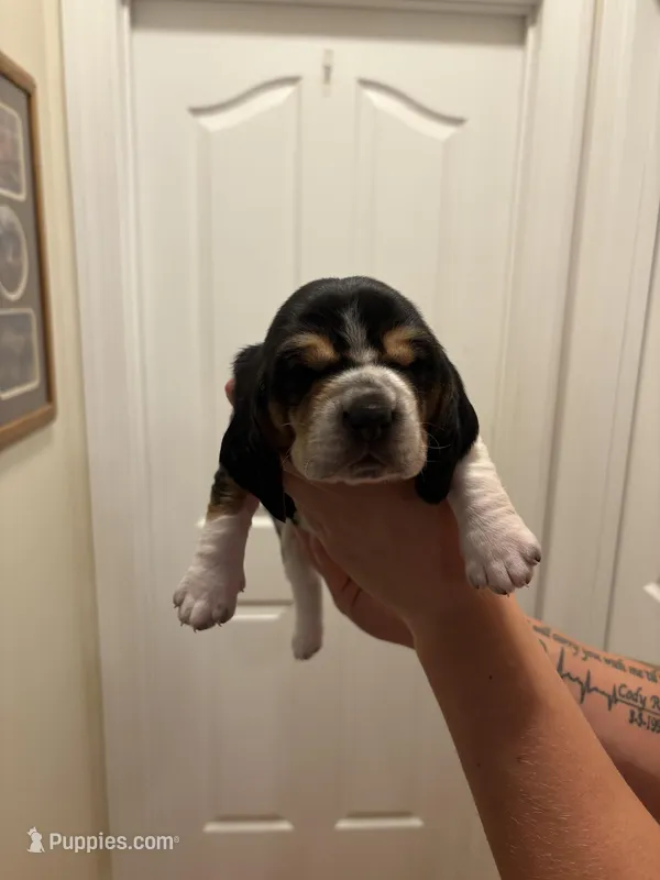 Rocky – Basset Hound puppy for sale in Salisbury, NC