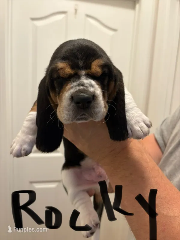 Rocky – Basset Hound puppy for sale in Salisbury, NC