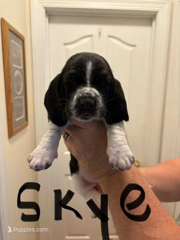 Skye – Basset Hound puppy for sale in Salisbury, NC