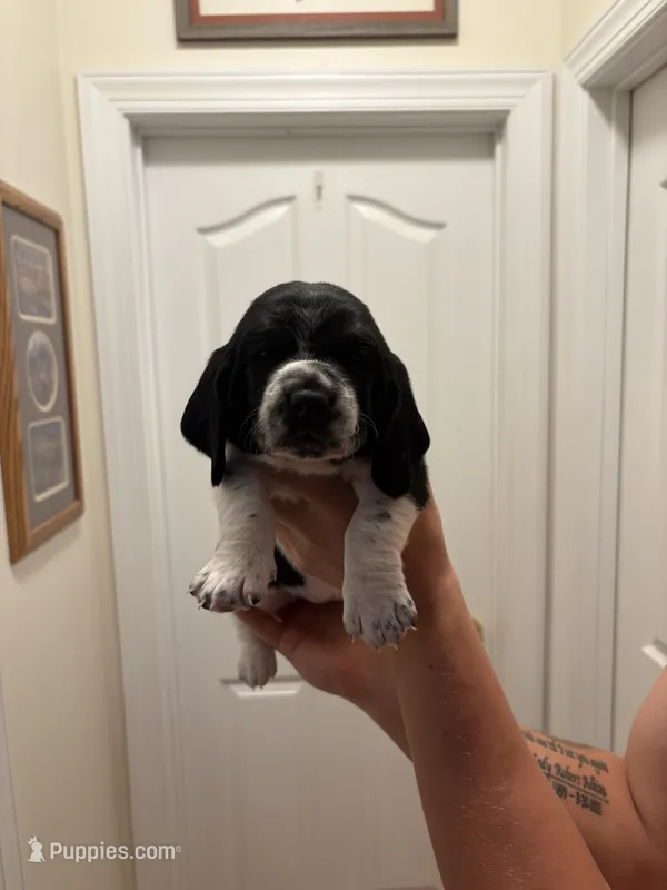 Molly – Basset Hound puppy for sale in Salisbury, NC
