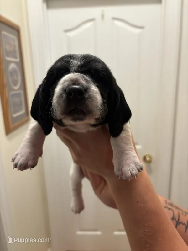 Molly – Basset Hound puppy for sale in Salisbury, NC
