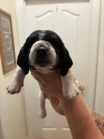 Molly, a female Basset Hound for sale in Salisbury, NC – Photo 1 of 3