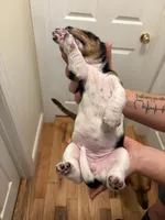 Lola, a female Basset Hound for sale in Salisbury, NC – Photo 3 of 3