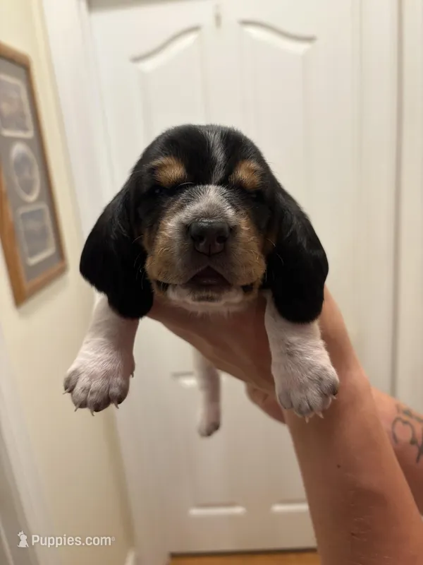 Lola – Basset Hound puppy for sale in Salisbury, NC