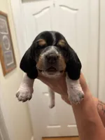 Lola, a female Basset Hound for sale in Salisbury, NC – Photo 1 of 3