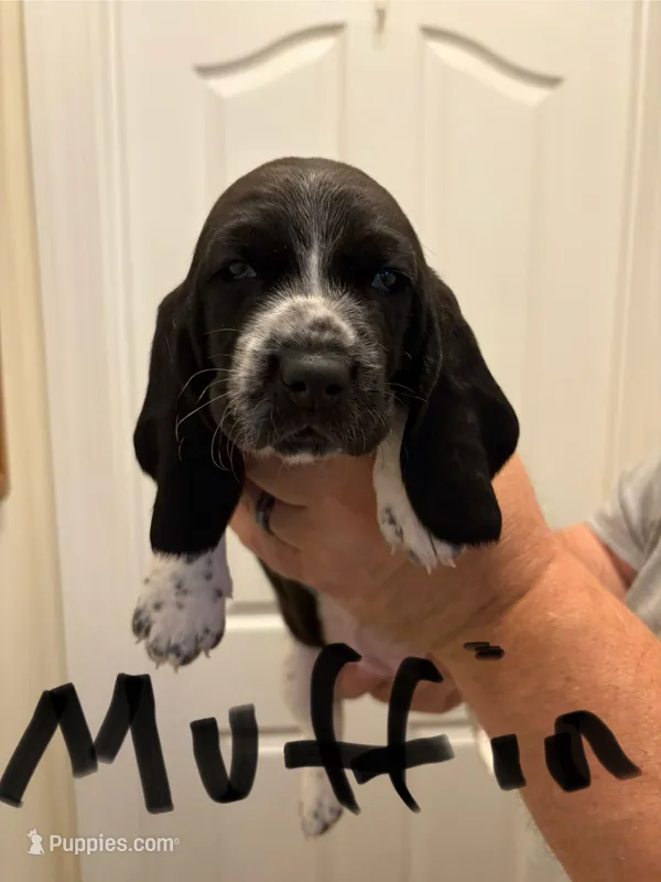 Muffin – Basset Hound puppy for sale in Salisbury, NC