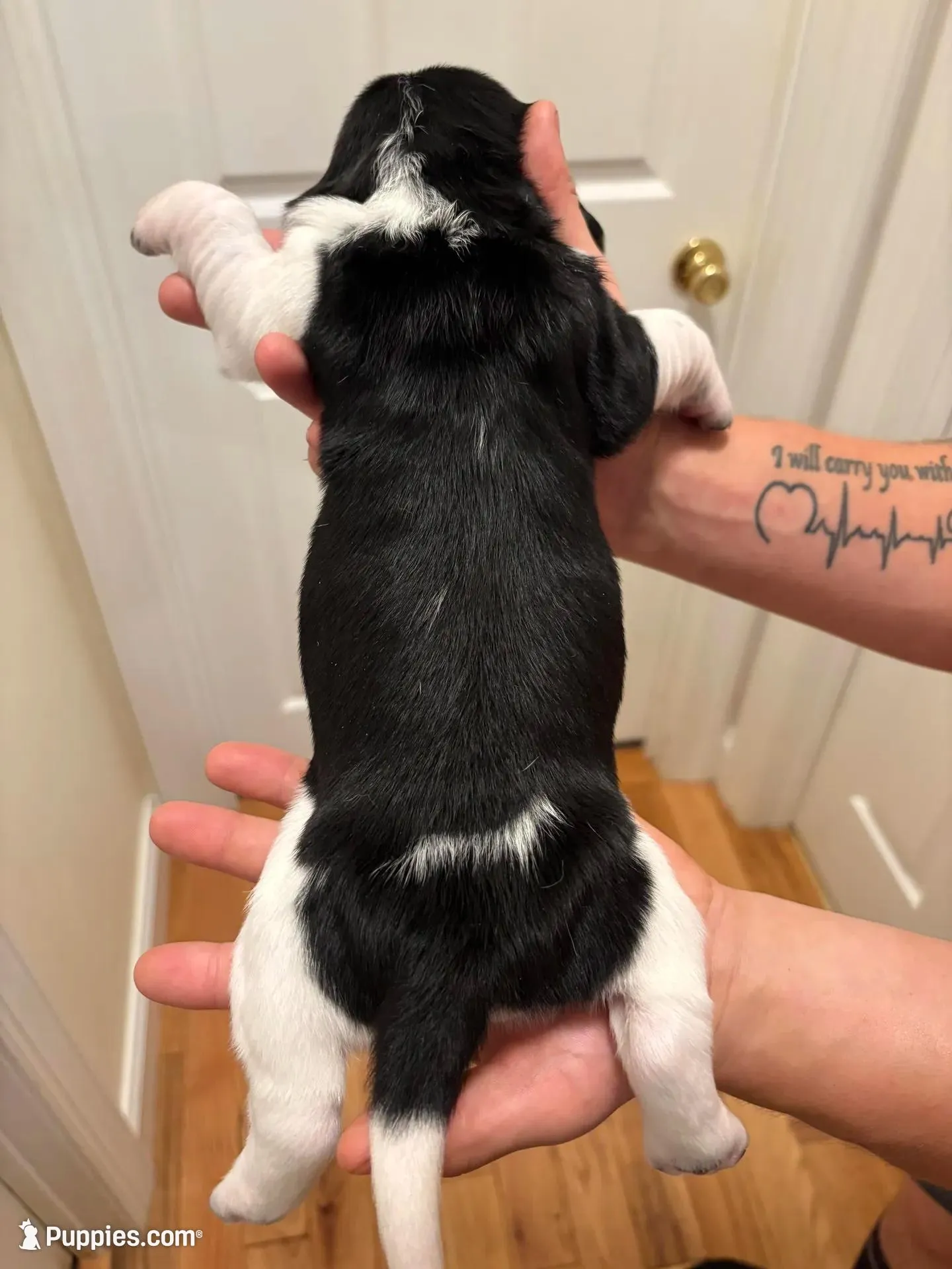 Skye, a female Basset Hound for sale in Salisbury, NC – Photo 2 of 3
