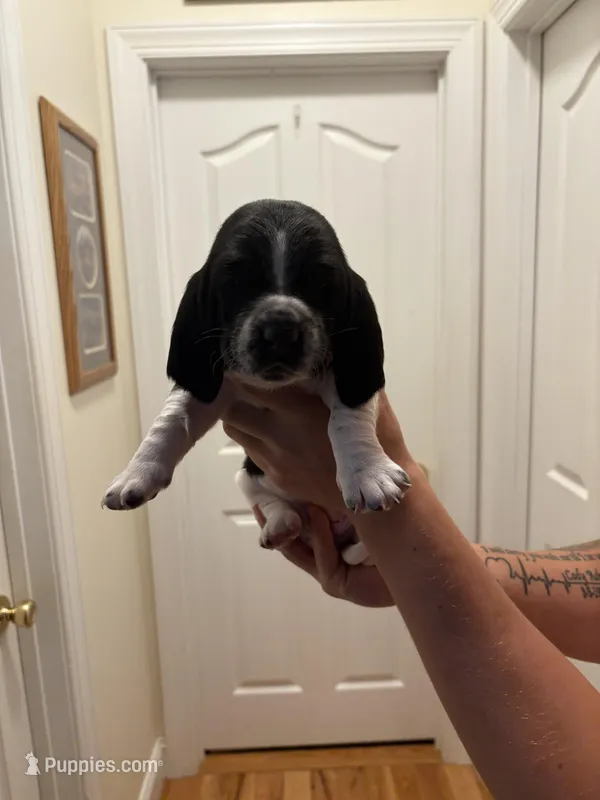 Skye – Basset Hound puppy for sale in Salisbury, NC