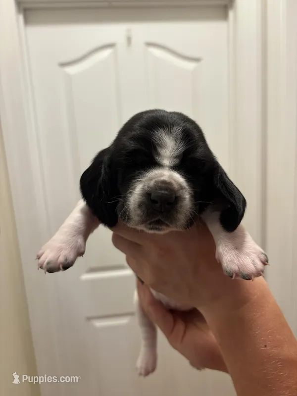 Skye – Basset Hound puppy for sale in Salisbury, NC