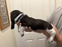 Muffin, a female Basset Hound for sale in Salisbury, NC – 3 of 3