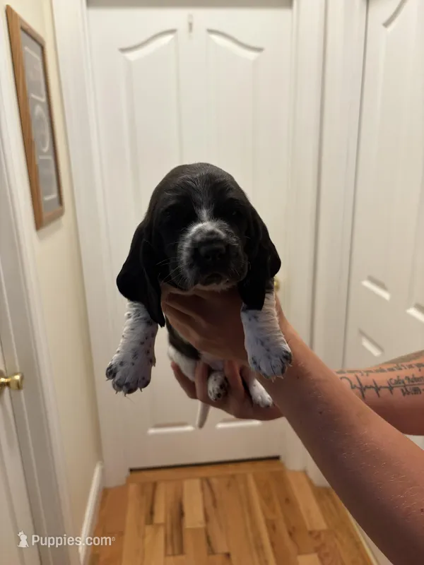 Muffin – Basset Hound puppy for sale in Salisbury, NC