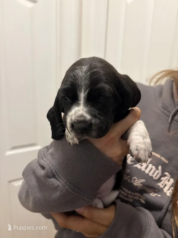 Muffin – Basset Hound puppy for sale in Salisbury, NC