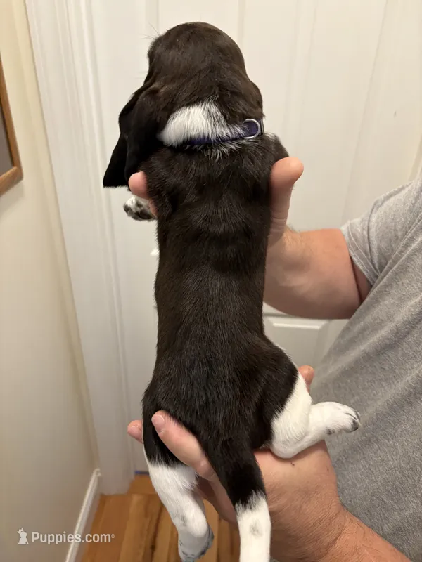 Muffin – Basset Hound puppy for sale in Salisbury, NC