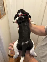 Skye, a female Basset Hound for sale in Salisbury, NC – 2 of 3