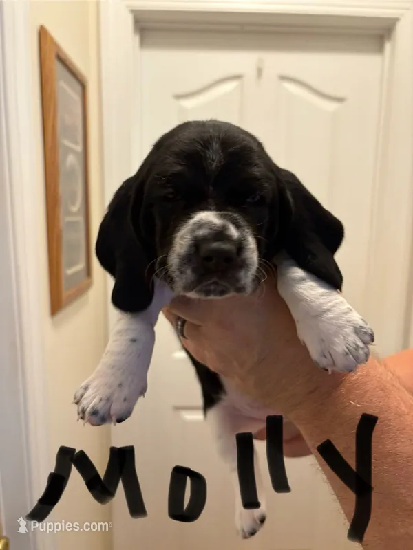 Molly – Basset Hound puppy for sale in Salisbury, NC
