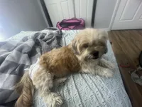 Charlotte , a female Maltese and Shih Tzu for sale in Tampa, FL – Photo 6 of 6