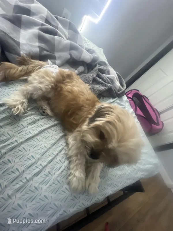 Charlotte  – Maltese, Shih Tzu puppy for sale in Tampa, FL