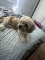 Charlotte , a female Maltese and Shih Tzu for sale in Tampa, FL – Photo 5 of 6