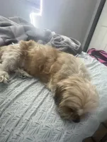 Charlotte , a female Maltese and Shih Tzu for sale in Tampa, FL – Photo 2 of 6