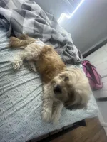 Charlotte , a female Maltese and Shih Tzu for sale in Tampa, FL – Photo 4 of 6