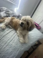 Charlotte , a female Maltese and Shih Tzu for sale in Tampa, FL – Photo 3 of 6