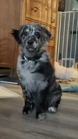 Mars, a male Australian Shepherd and Golden Retriever for sale in Los Angeles, CA – 2 of 5