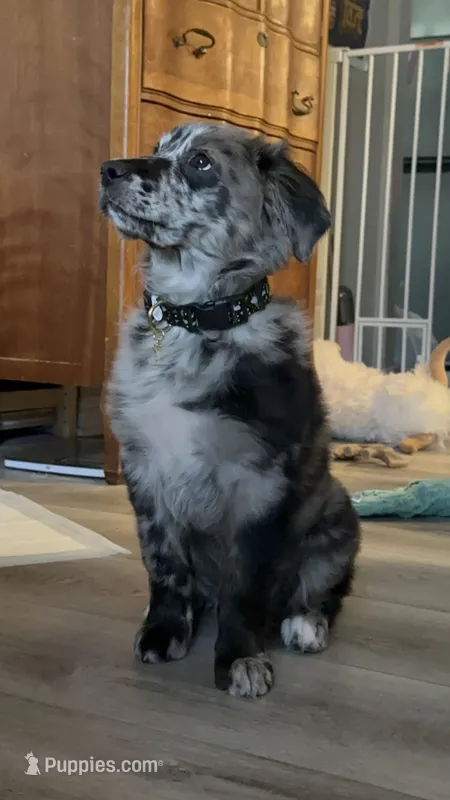 Mars – Australian Shepherd, Golden Retriever puppy for sale in Los Angeles, CA