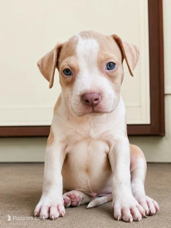 Lilac Fawn – American Bully puppy for sale in Karnack, TX