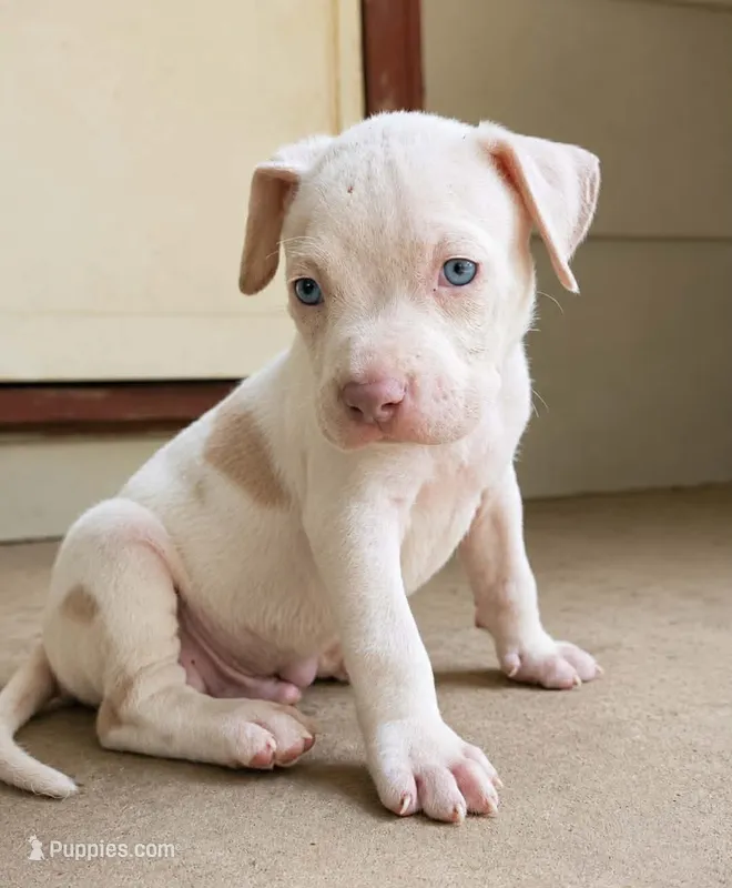Lilac Pied Merle – American Bully puppy for sale in Karnack, TX