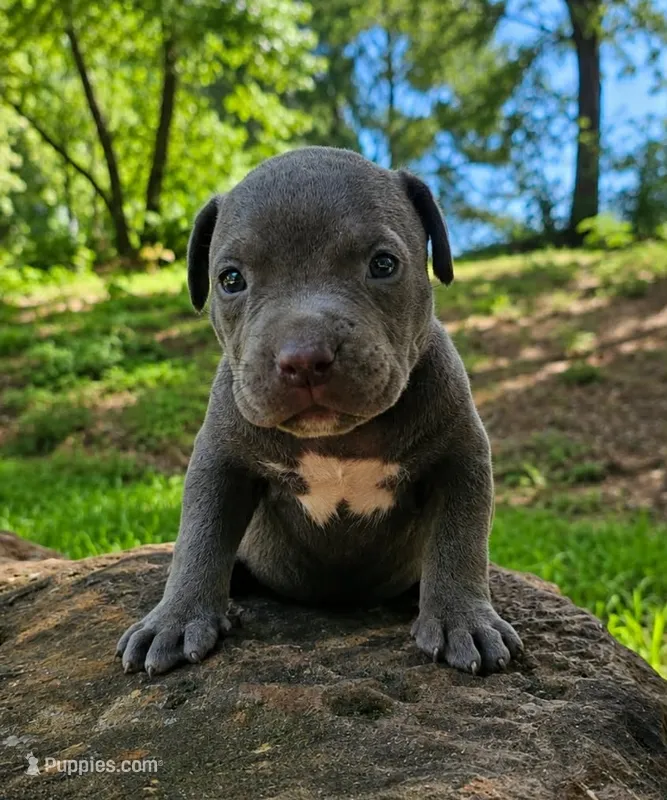 Blue #2 – American Bully puppy for sale in Karnack, TX