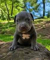 Blue #2, a male American Bully for sale in Karnack, TX – 1 of 5
