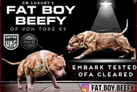 Blue Tri, a male American Bully for sale in Karnack, TX – 2 of 5