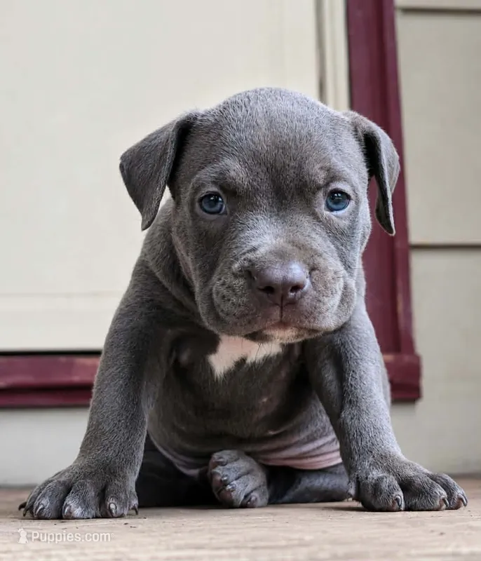 Blue #2 – American Bully puppy for sale in Karnack, TX
