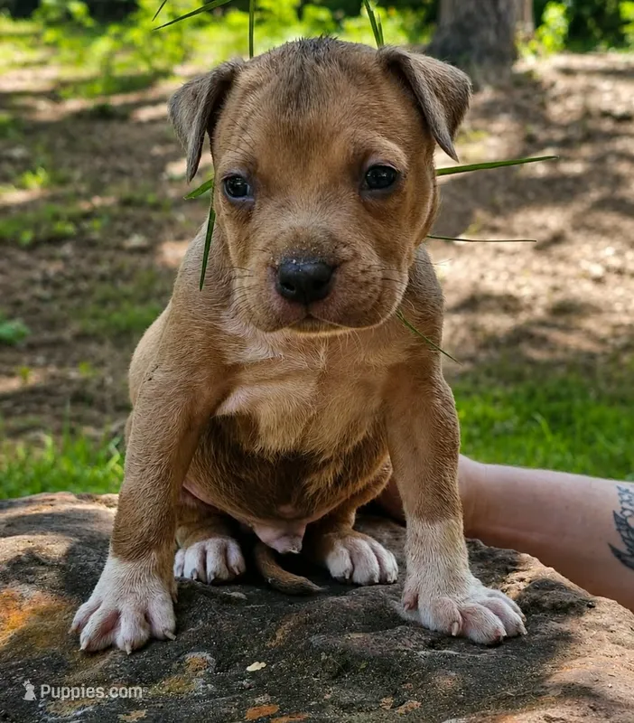 Sable – American Bully puppy for sale in Karnack, TX