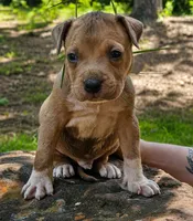 Sable, a male American Bully for sale in Karnack, TX – 1 of 5