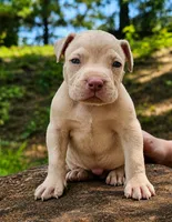 Lilac Pied Merle, a male American Bully for sale in Karnack, TX – 1 of 5
