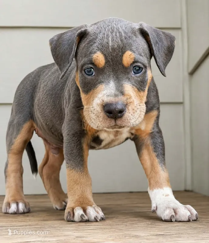 Blue Tri – American Bully puppy for sale in Karnack, TX