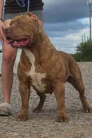 CRYPTIC MERLE, a female American Bully for sale in Karnack, TX – Photo 3 of 3