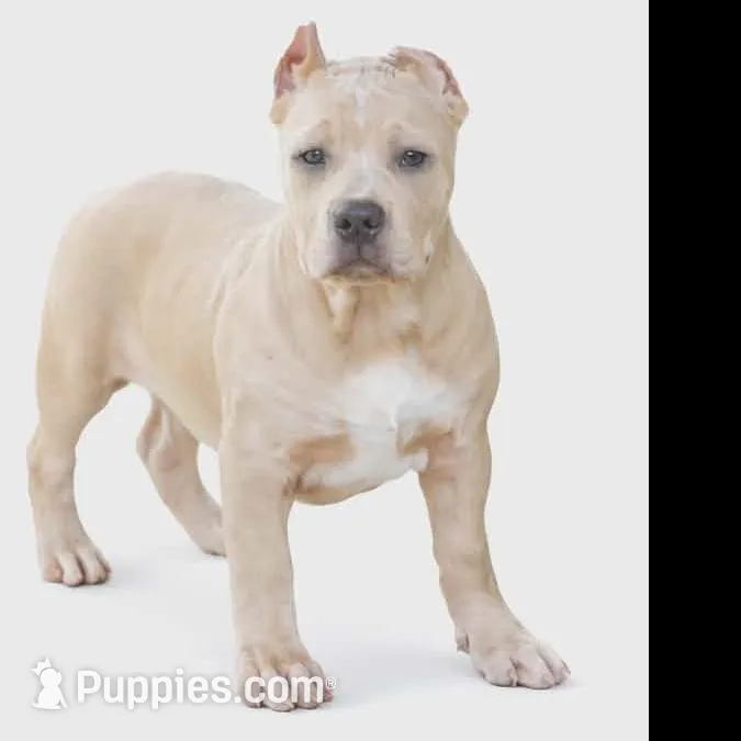 CRYPTIC MERLE, a female American Bully for sale in Karnack, TX – Photo 1 of 3