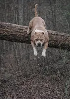 CRYPTIC MERLE, a female American Bully for sale in Karnack, TX – Photo 2 of 3