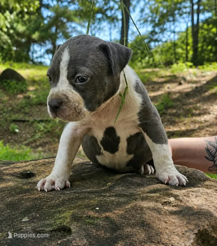 Blue #1 – American Bully puppy for sale in Karnack, TX